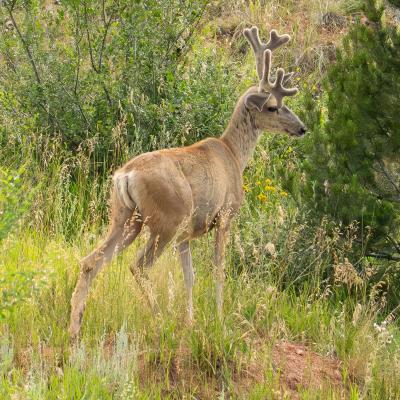 Deer