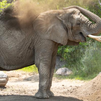 Elephantfan