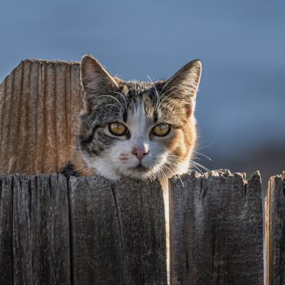 Cat on a fence