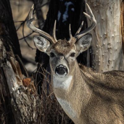 deer looking into camera