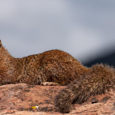 Squirrel