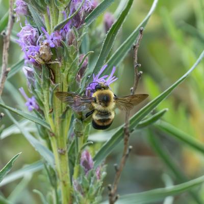 Bumble Bee