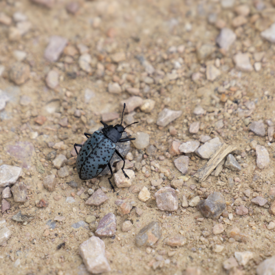 Insects